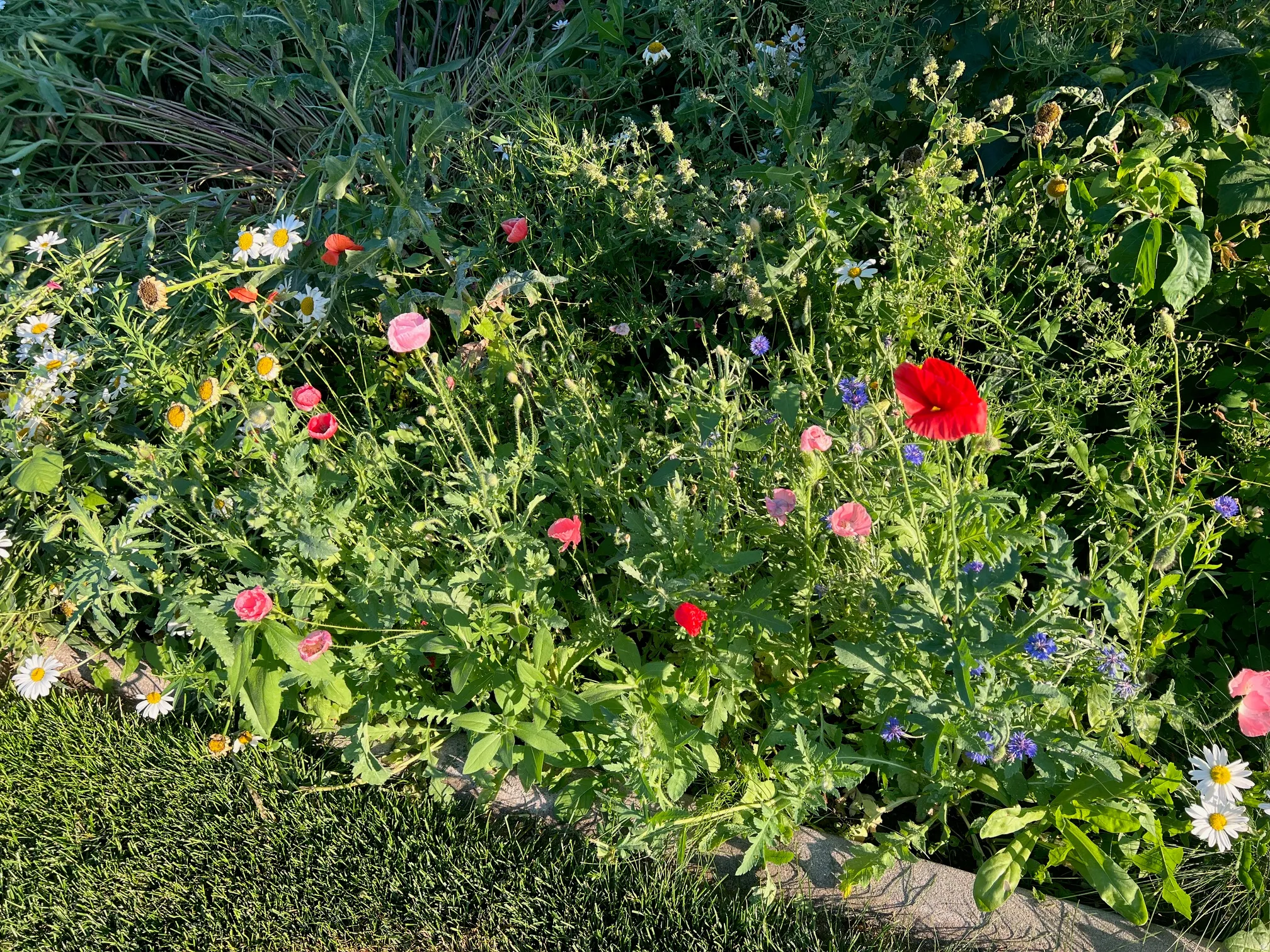 Vibrant cottage garden featuring a lush perennial border with mixed flowering plants including dahlias, zinnias, and complementary ornamental grasses, creating a colorful seasonal display throughout the growing season