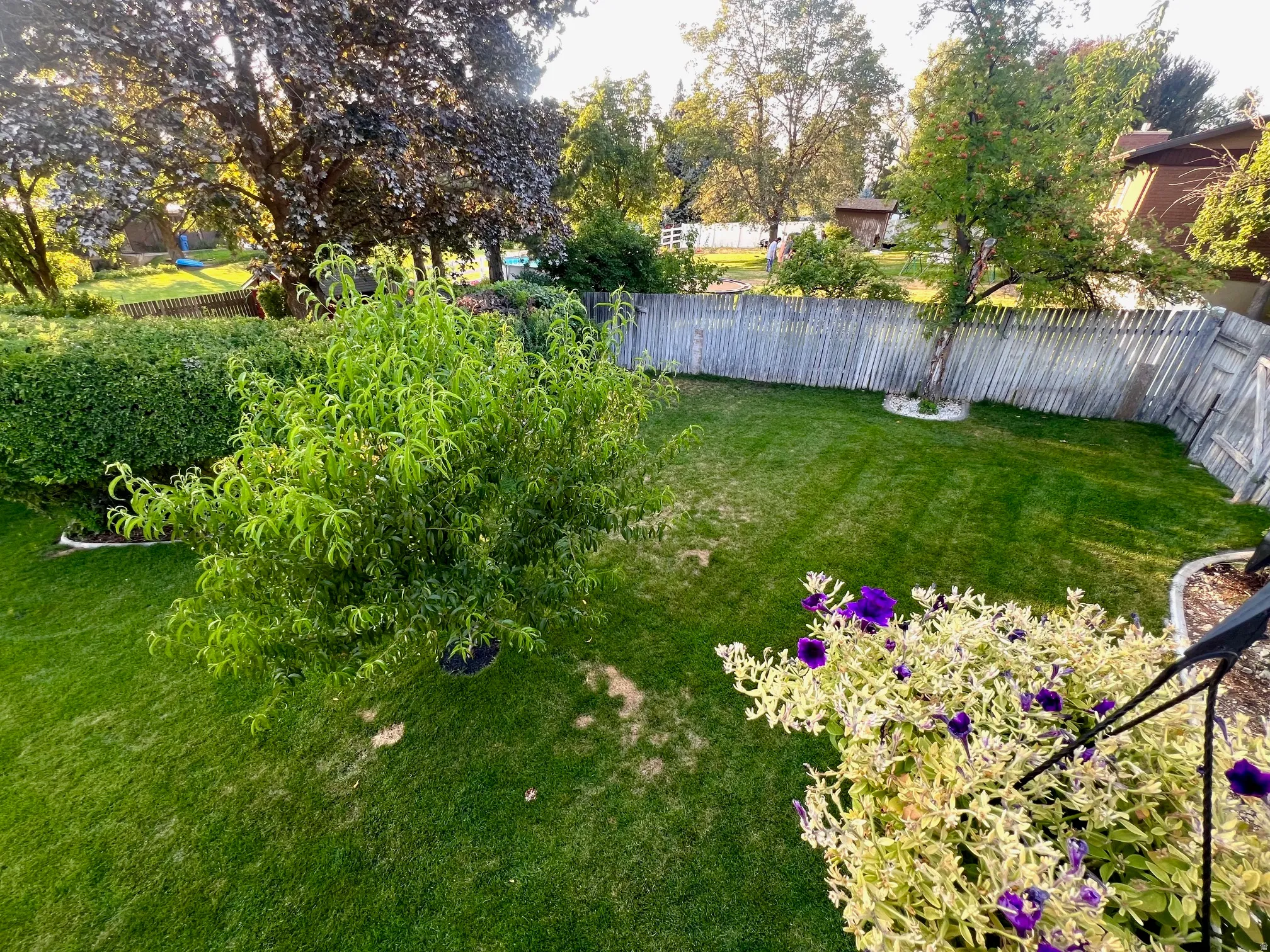 Expansive lawn with mature trees and established perimeter hedging