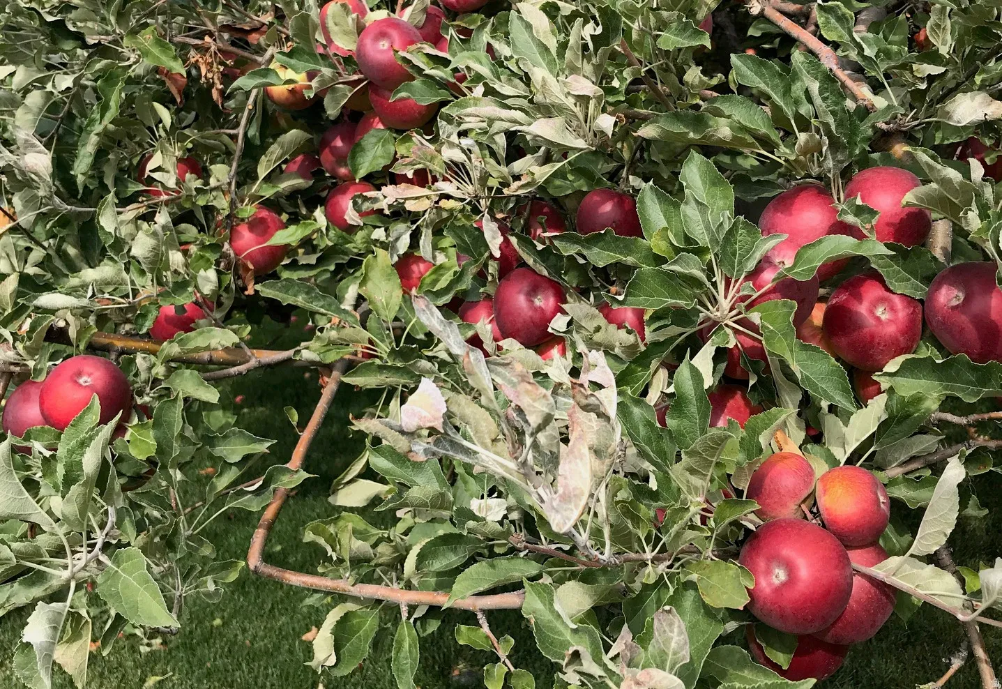 Mature fruit-bearing trees with abundant red apples among green foliage