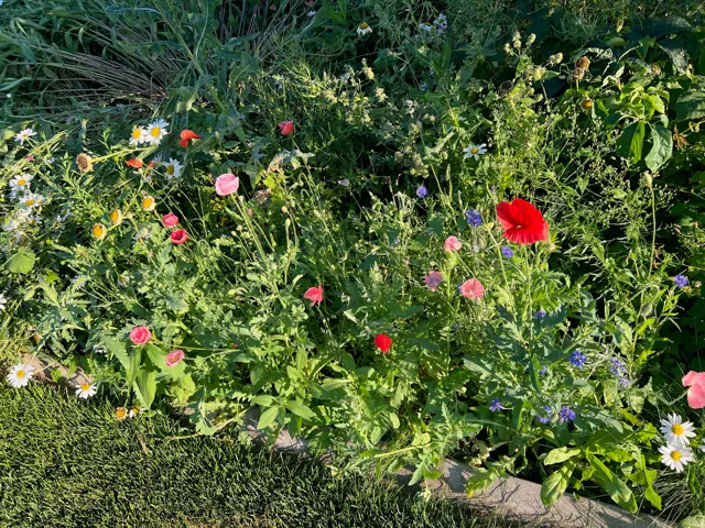 Vibrant cottage garden featuring a lush perennial border with mixed flowering plants including dahlias, zinnias, and complementary ornamental grasses, creating a colorful seasonal display throughout the growing season