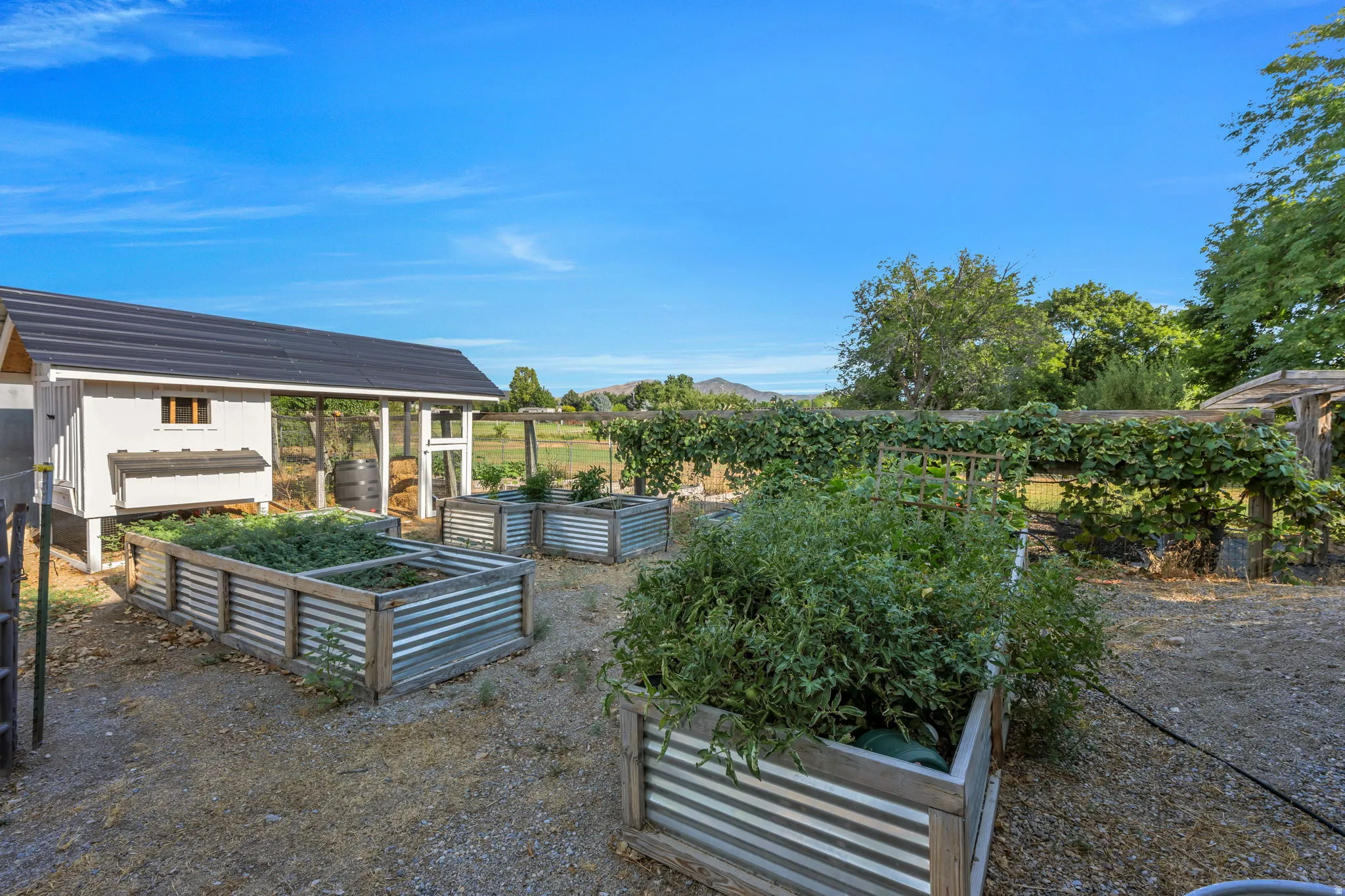Productive garden space featuring multiple raised metal planter beds with direct access to a garden shed, mature landscape plantings, and open grounds ideal for cultivating vegetables and herbs