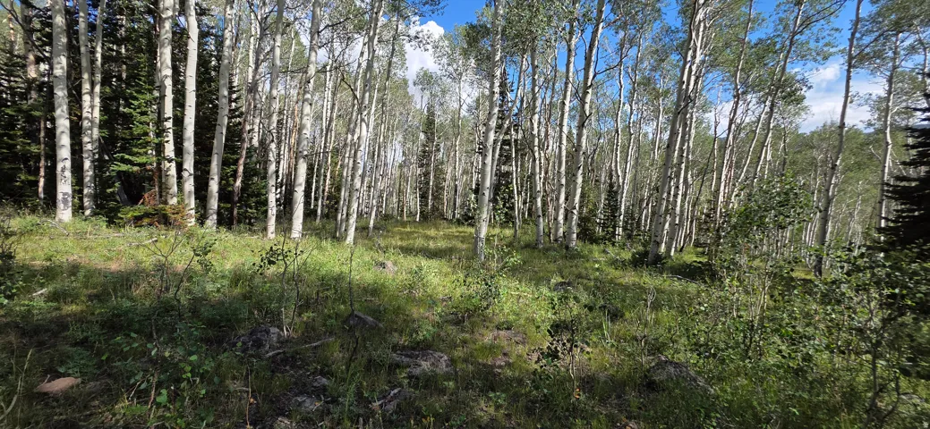 Mature birch and aspen forest with dense tree canopy and lush understory vegetation, offering natural privacy and serene woodland setting on the property