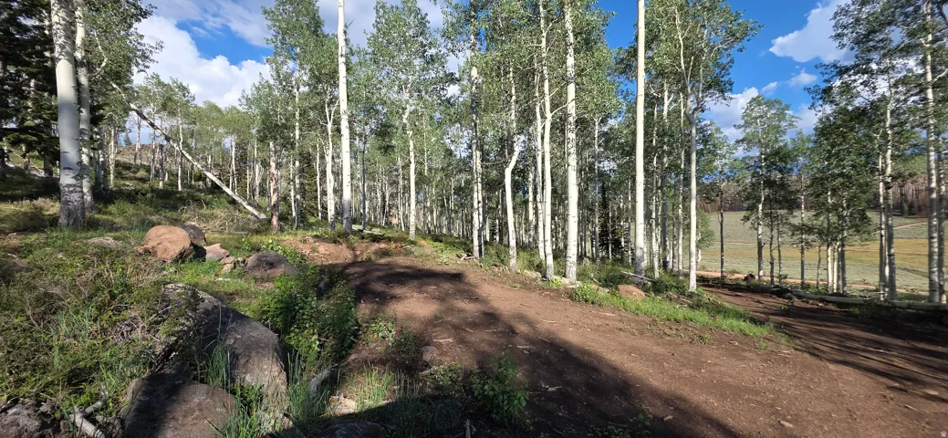 Mature birch forest with natural woodland canopy, gently sloping terrain, and rustic dirt pathways