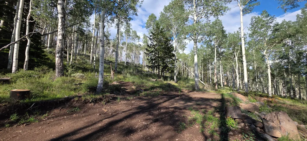 Scenic wooded acreage featuring mature birch and evergreen trees, natural forest floor with rich soil composition, and a gently sloping terrain ideal for outdoor recreation and privacy