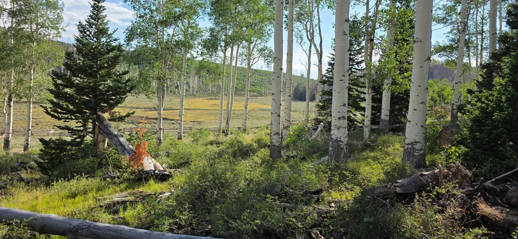 Expansive wooded grounds featuring mature aspen and evergreen trees, natural landscape with rolling terrain, and established vegetation throughout the property