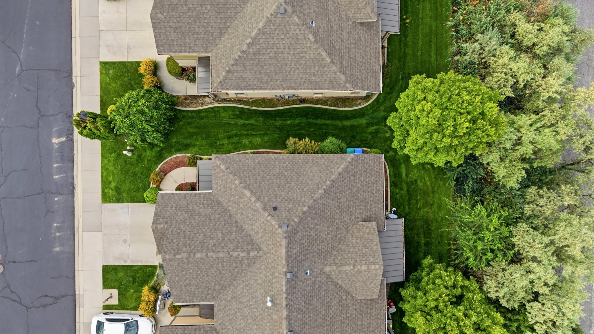 backyard trees