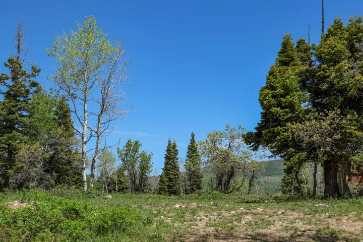 Expansive natural landscape featuring diverse evergreen and deciduous trees, with a clear blue sky overhead