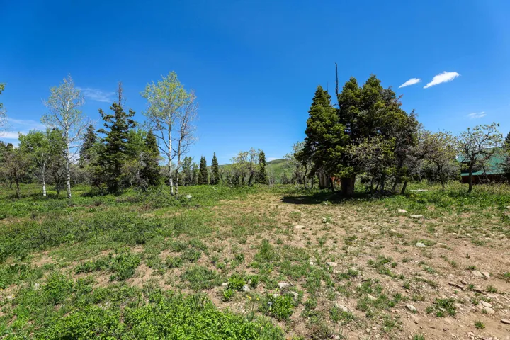 Expansive outdoor area featuring varied natural vegetation and mature trees