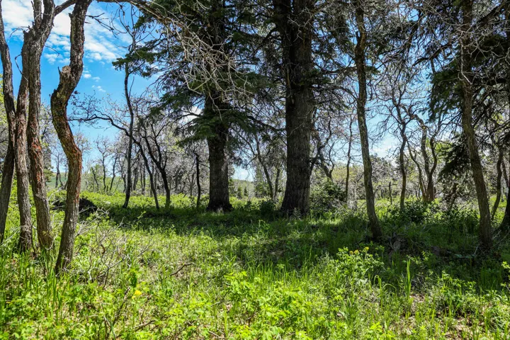 Wooded acreage featuring mature trees and lush ground cover