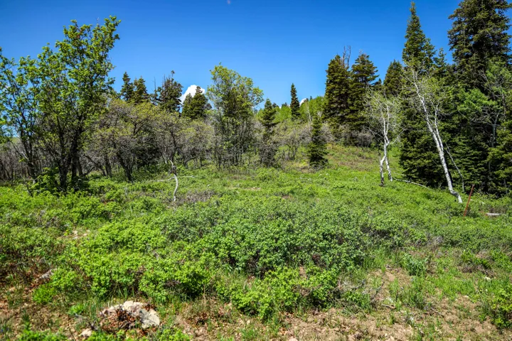 Natural landscape featuring diverse trees, abundant green foliage, and varied ground cover