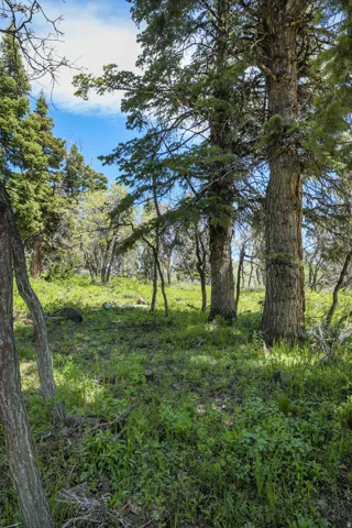 Wooded acreage with mature evergreen trees and abundant ground cover