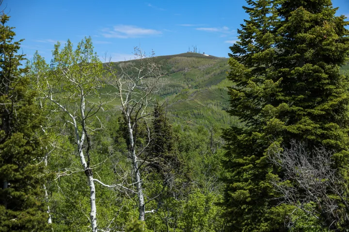 Expansive treed landscape featuring mixed deciduous and evergreen trees, with a mountain backdrop under a blue sky