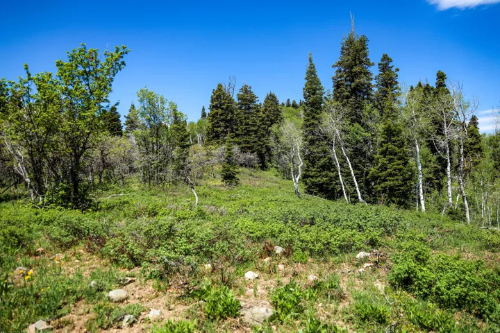 Expansive natural terrain featuring dense ground cover, mature deciduous trees, and evergreen conifers under a clear sky