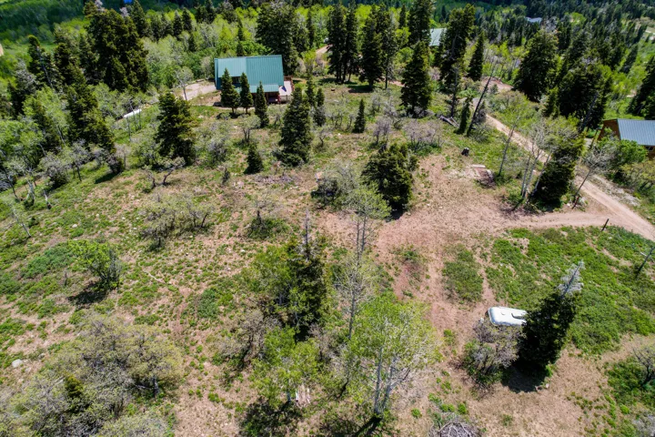 Wooded lot featuring a dirt road and scattered trees