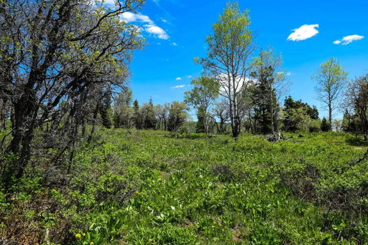 Expansive natural landscape featuring lush greenery and mature trees