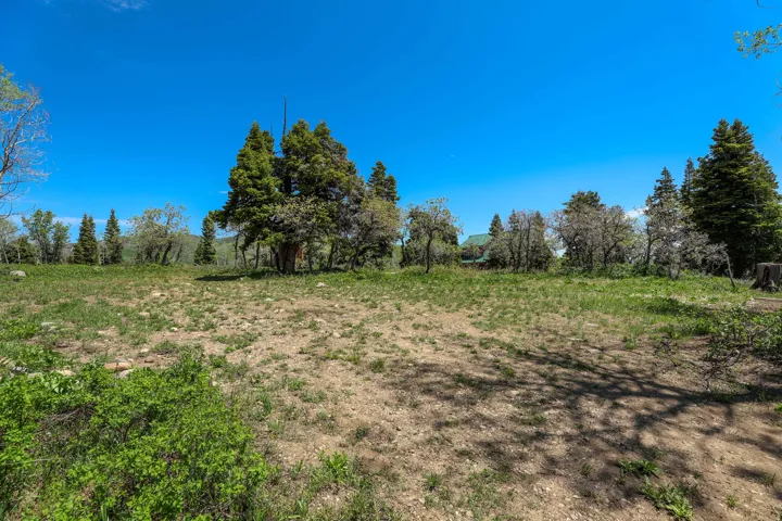Expansive open lot with natural ground cover, surrounded by mature trees and varied foliage