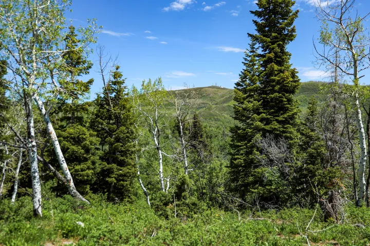 Wooded lot with mature deciduous and evergreen trees, featuring a distant mountainous backdrop