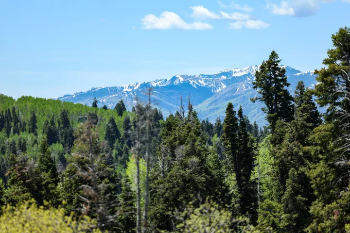 Mountainous landscape with expansive forests and distant snow-capped peaks