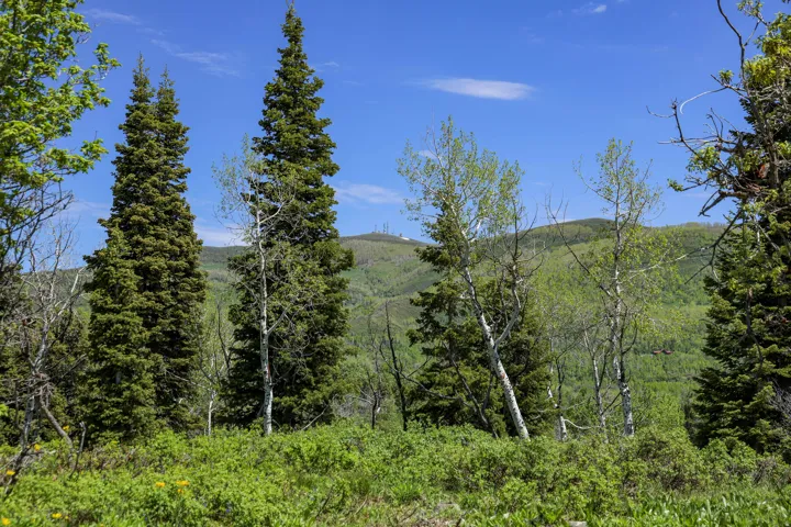 Lush green foliage with tall evergreen trees and slender deciduous trees