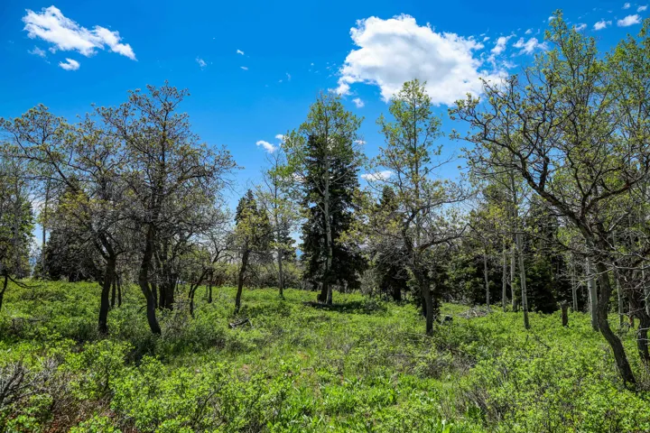 Expansive natural landscape featuring lush green foliage and mature trees under a clear blue sky