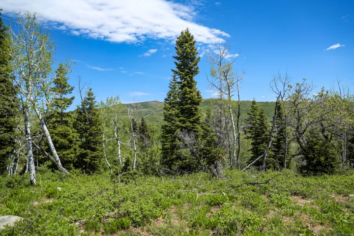 Expansive natural landscape featuring lush green ground cover and diverse mature trees, including evergreen and deciduous varieties