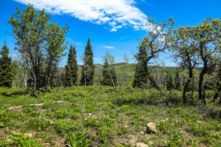 Grassy terrain with various mature trees, including evergreens and deciduous species
