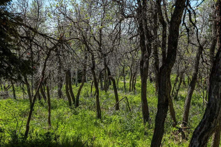 Wooded landscape with mature trees and verdant undergrowth