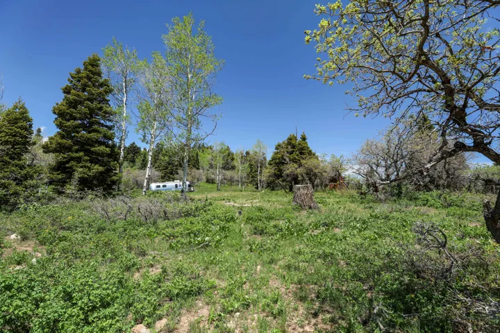 Expansive natural landscaping with mature trees and varied foliage