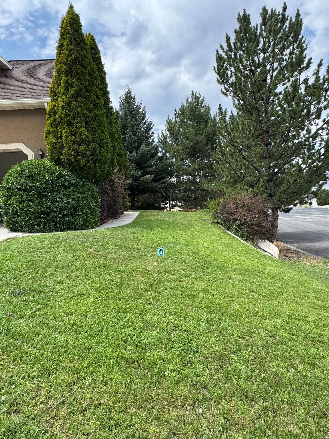 Manicured lawn with established landscaping, mature evergreen trees, and a concrete walkway
