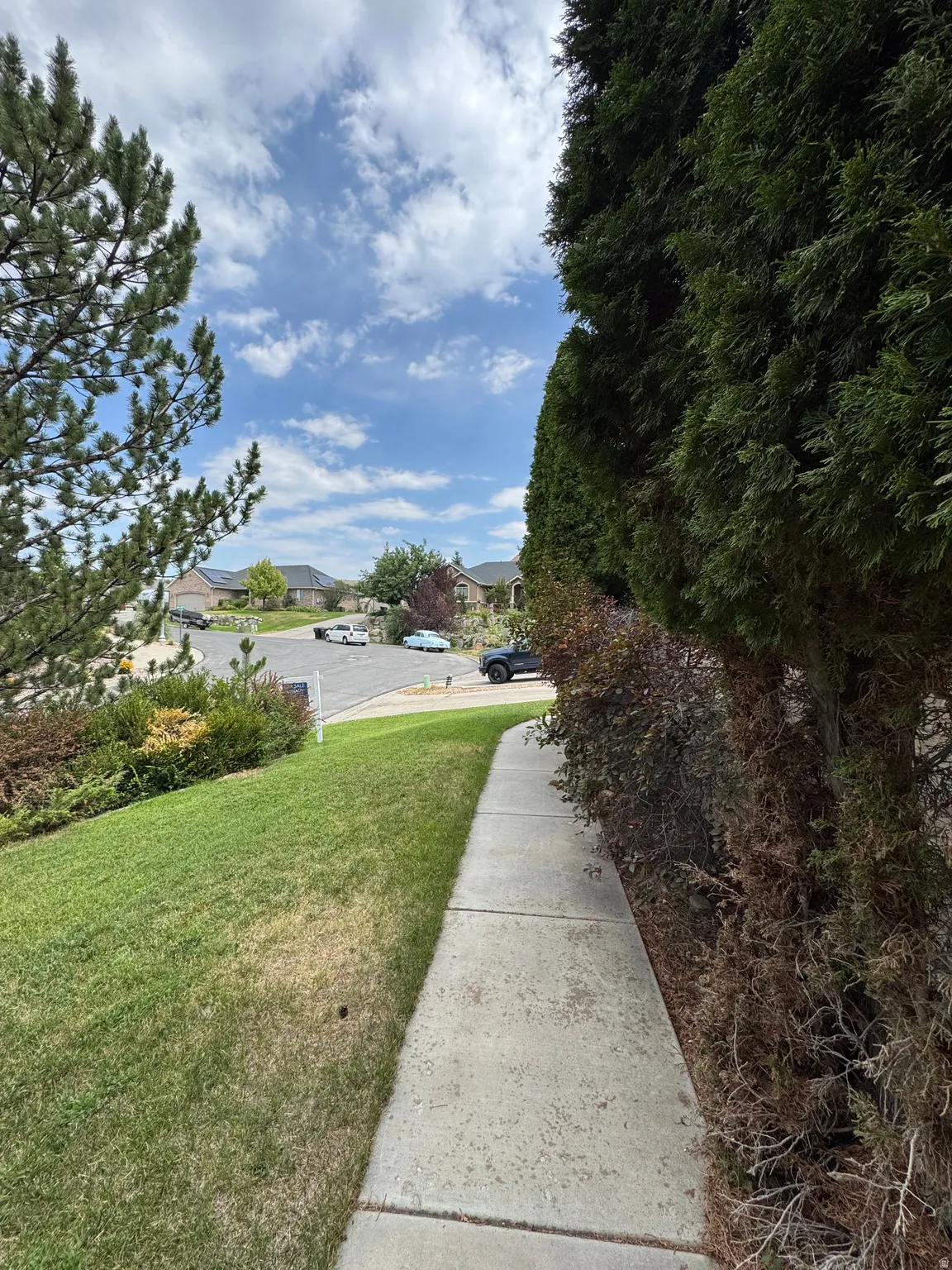 Concrete sidewalk bordered by established evergreen trees and grassy areas