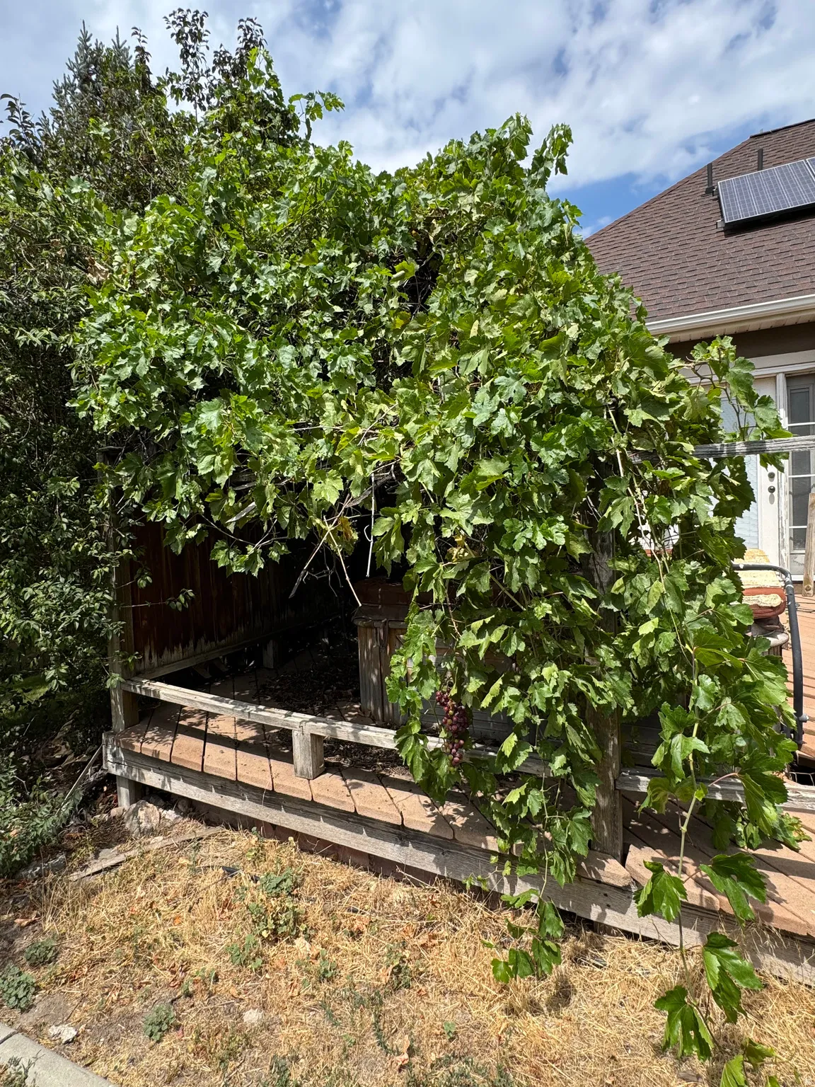 Established red grape vines