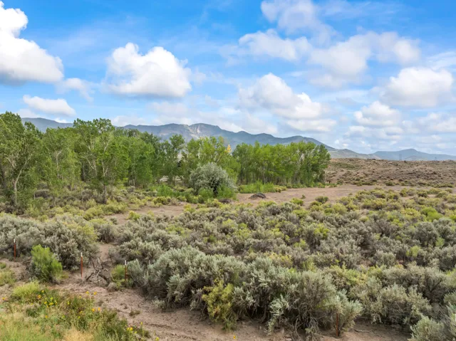 Expansive natural landscape featuring varied shrubbery and a grove of mature trees
