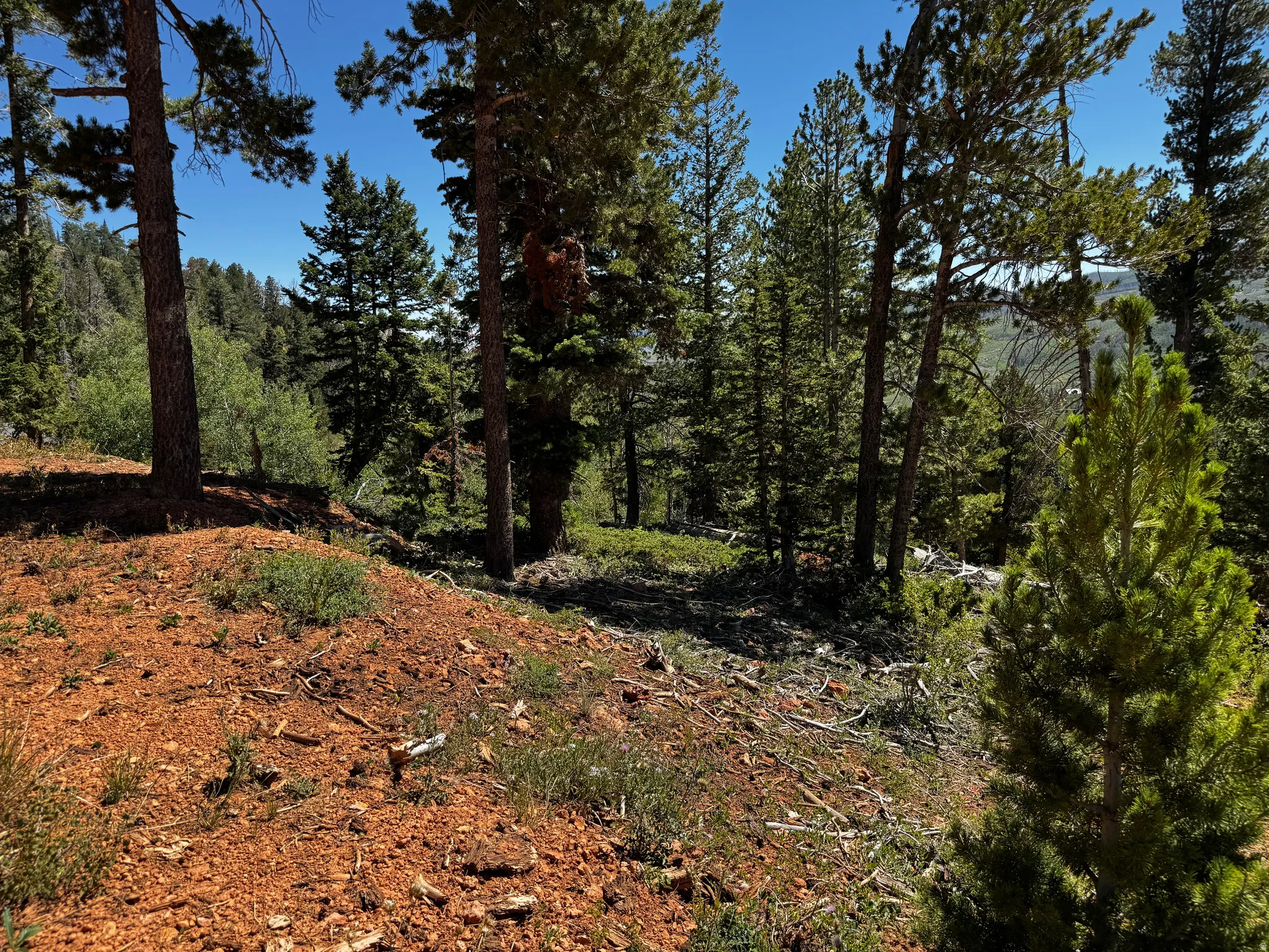 Views from the cleared building site