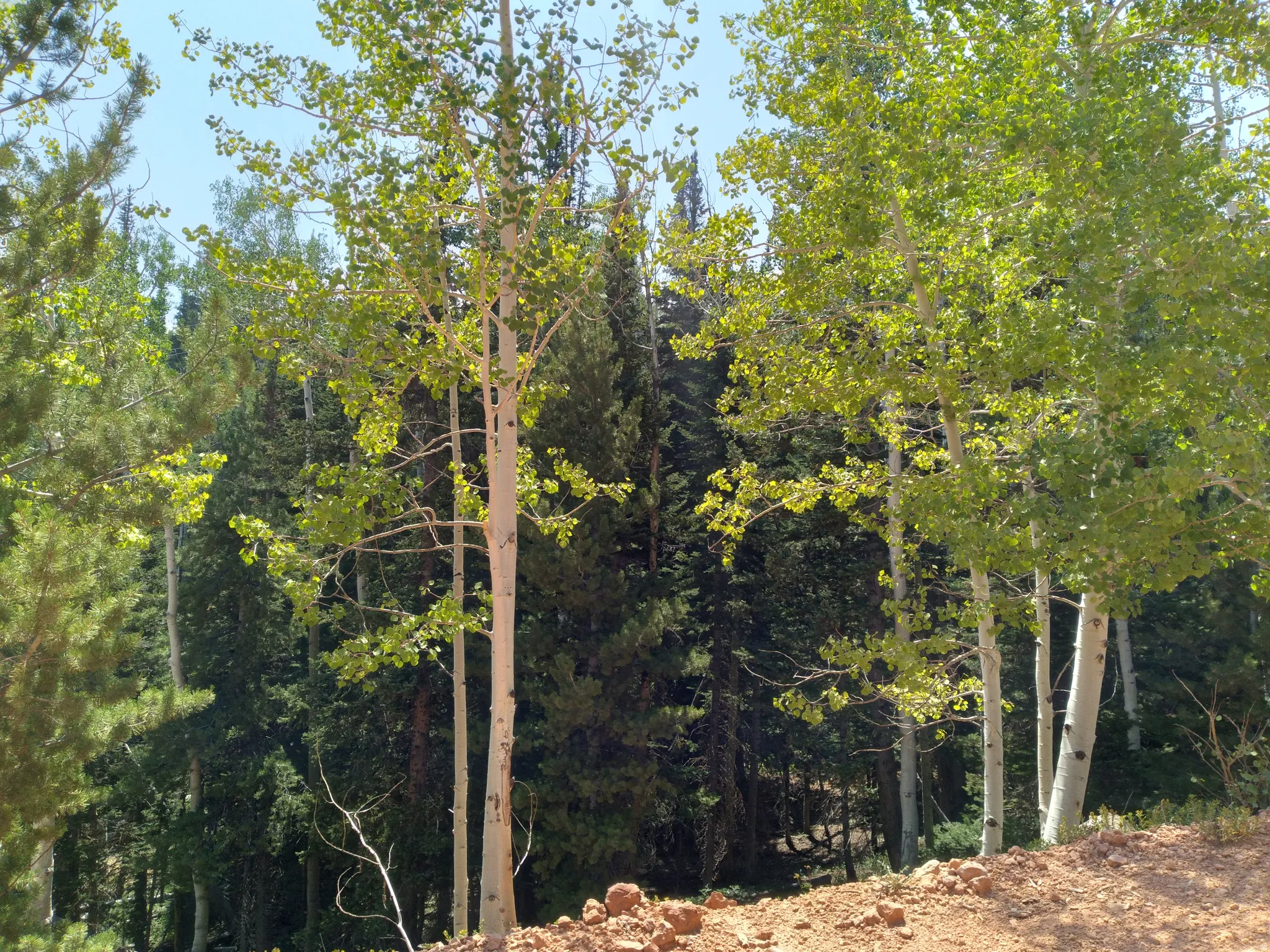 Mature trees and natural landscaping