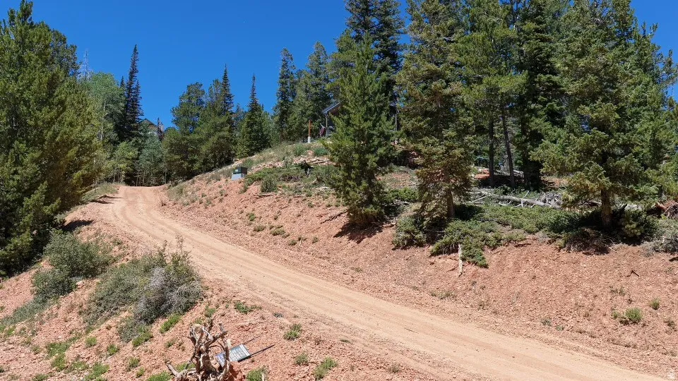 Sloping terrain with a dirt road, surrounded by mature evergreen trees and natural vegetation