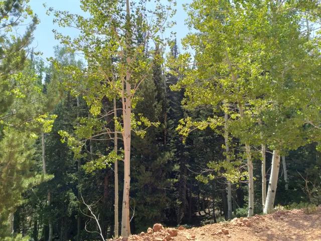 Mature trees and natural landscaping