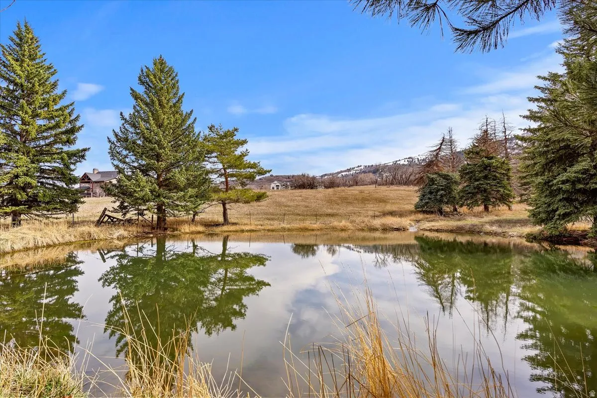 Pond with water reflections, surrounded by evergreen trees and natural grasses