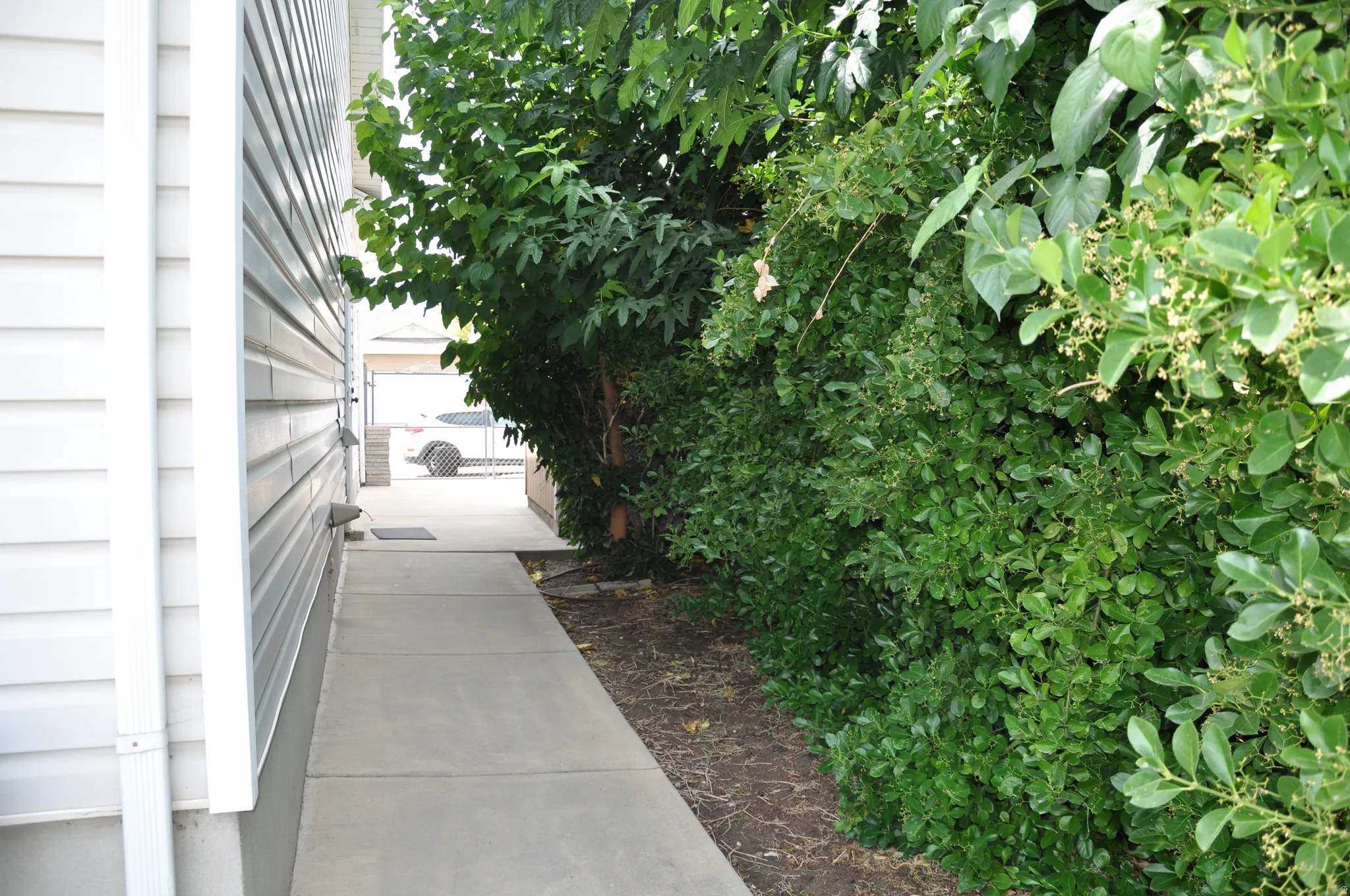 Concrete pathway bordered by mature shrubs and trees