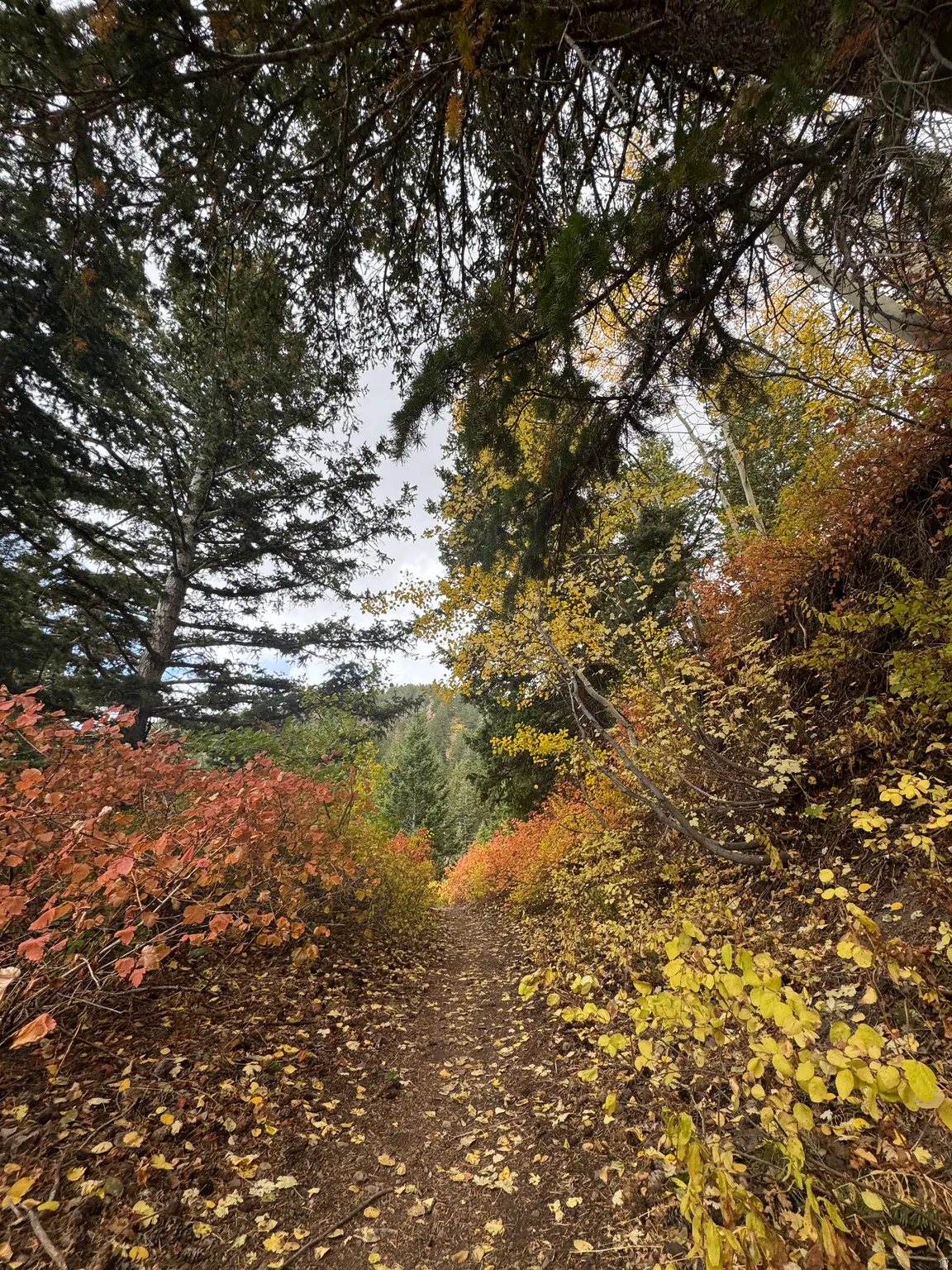 Bates Canyon trail in fall. Bates Canyon has beautiful views and family friendly places to have campouts, fire pits, and hikes for all ages.Only 15 minute drive from the property.