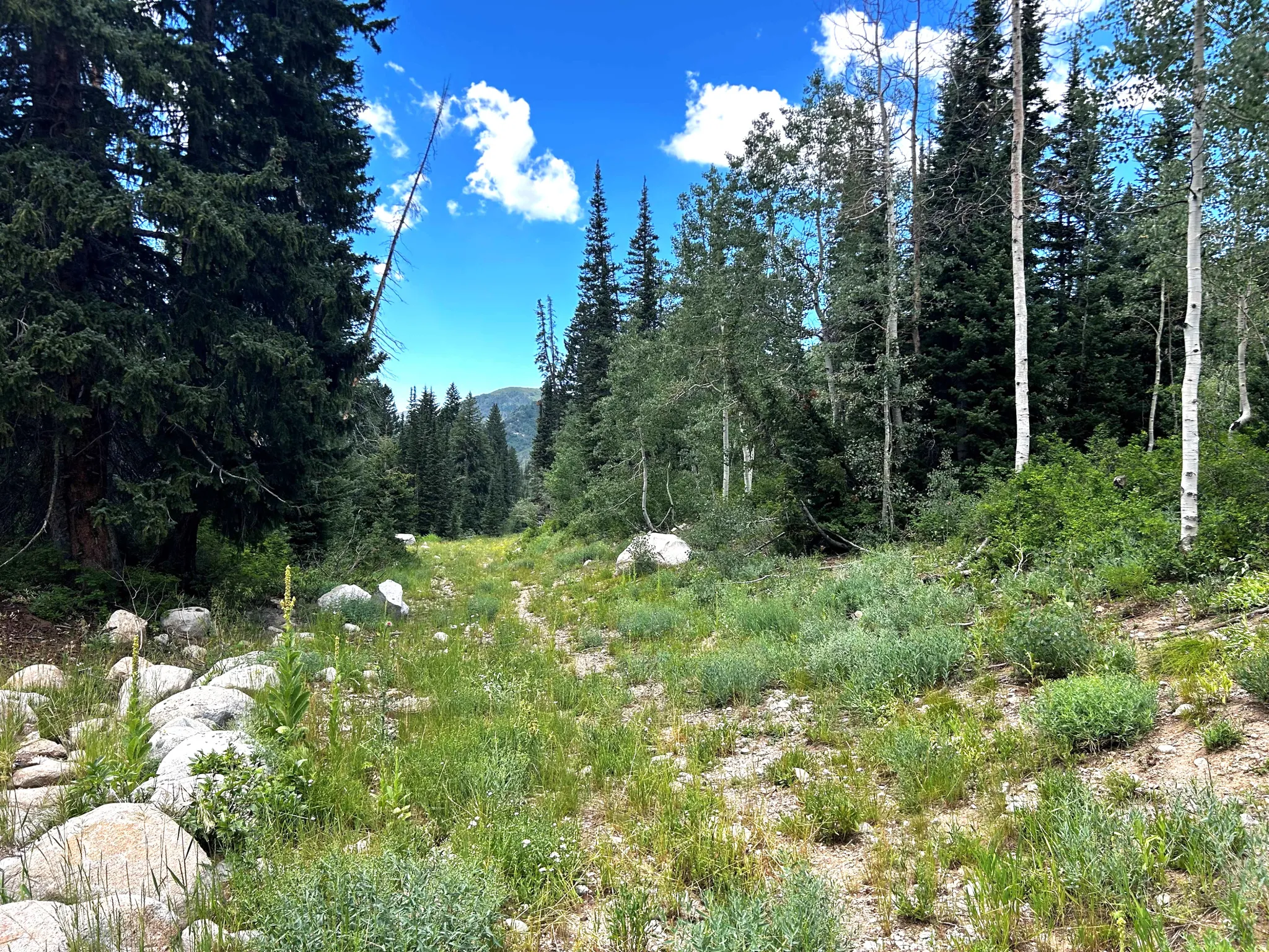 Hike out your back door. Expansive natural landscape featuring lush evergreen trees, mature aspen trees, varied natural foliage, and scattered rock formations