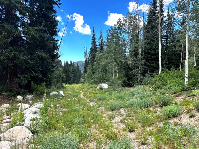 Hike out your back door. Expansive natural landscape featuring lush evergreen trees, mature aspen trees, varied natural foliage, and scattered rock formations