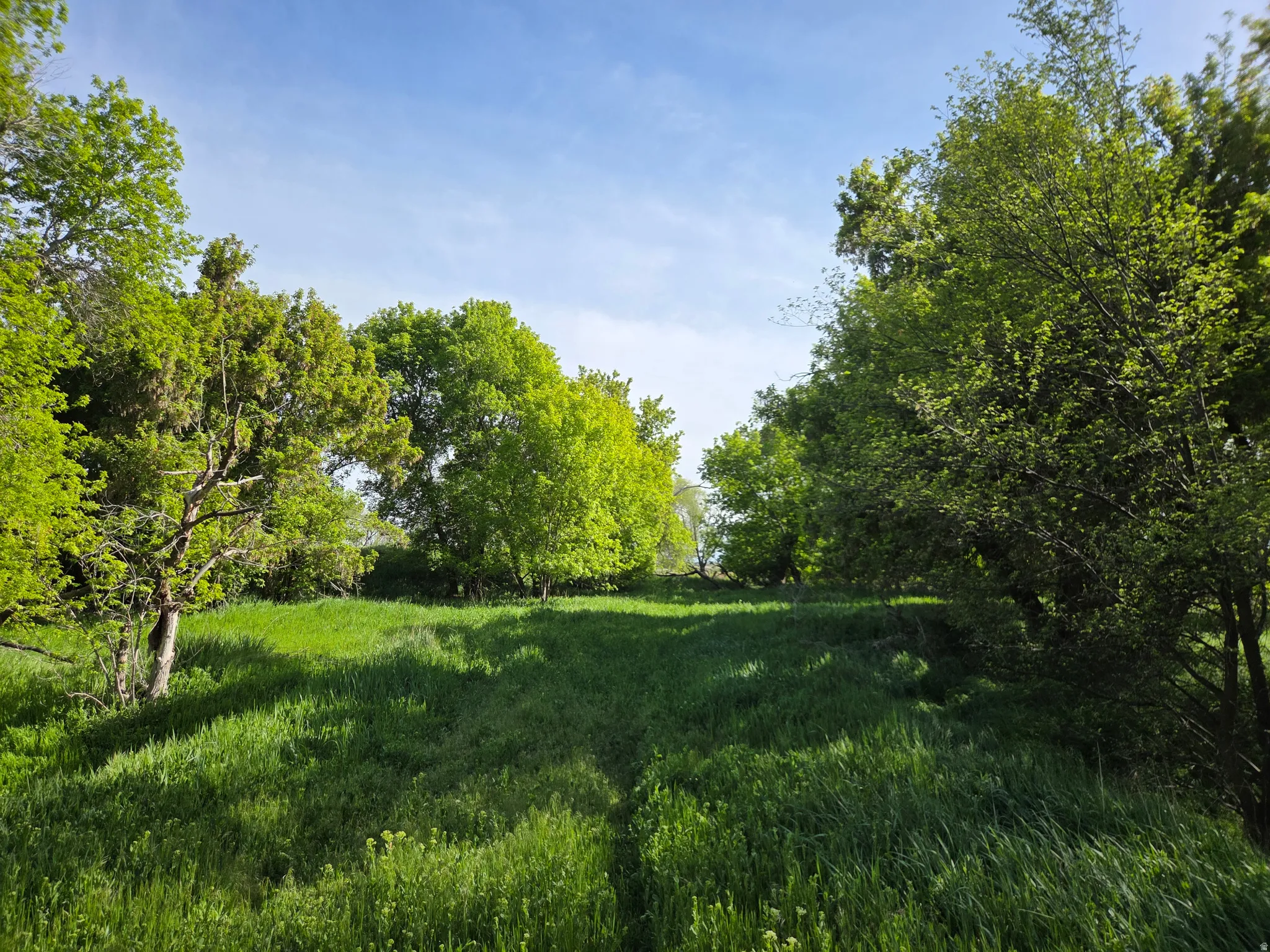Lush green landscape featuring mature trees