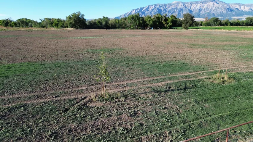 Expansive open land with varied vegetation, distant mountain backdrop, and scattered trees