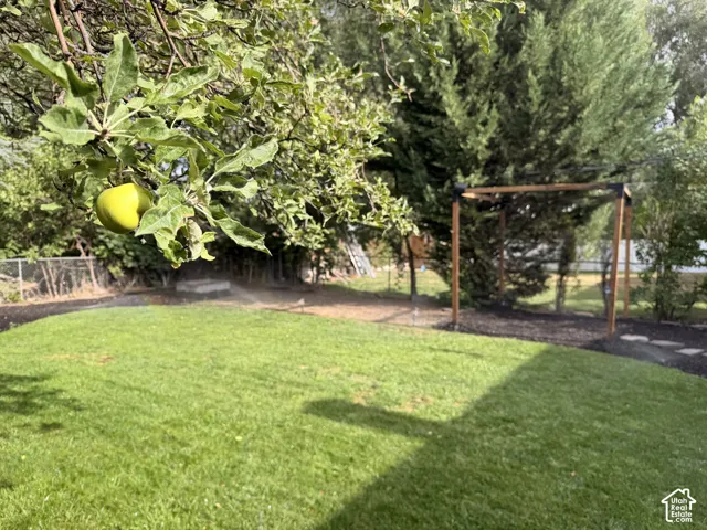 Apple tree