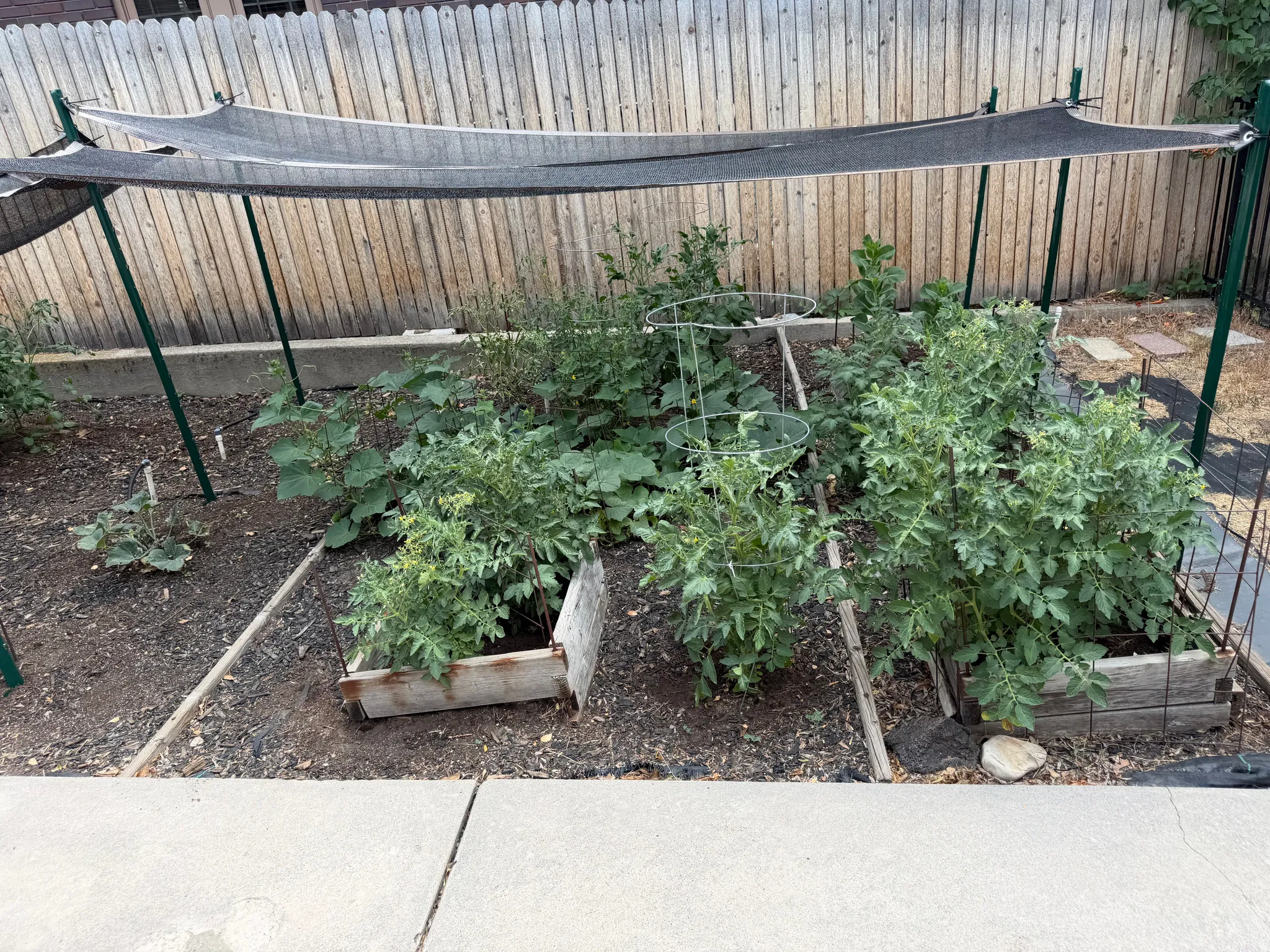 Raised garden beds with established plantings, wood privacy fence, and concrete border