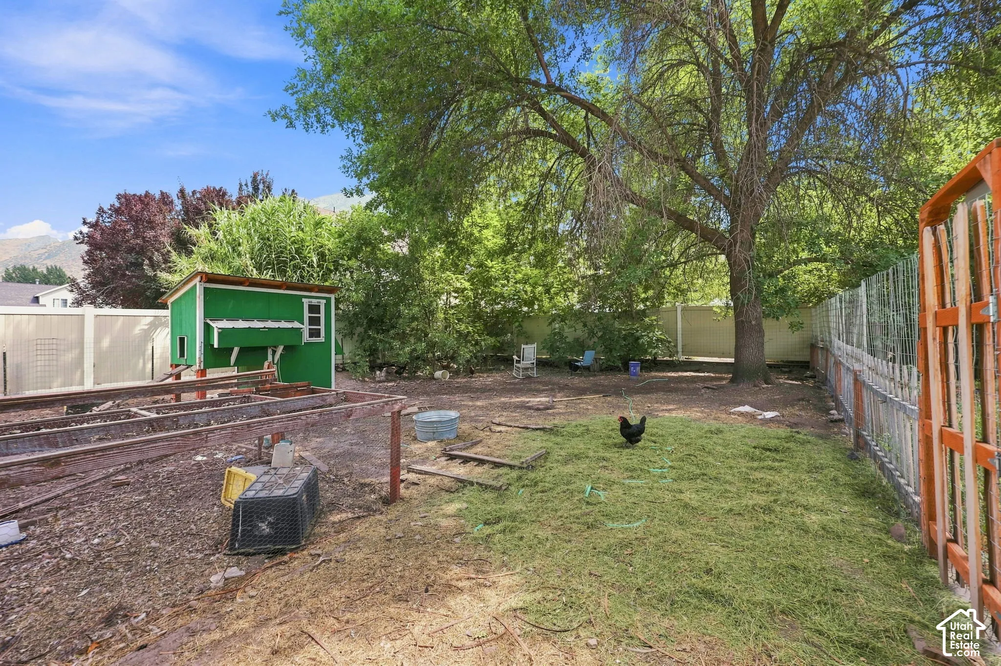 Expansive yard featuring a mature shade tree, a vibrant green chicken coop, a partial privacy fence, and raised garden beds