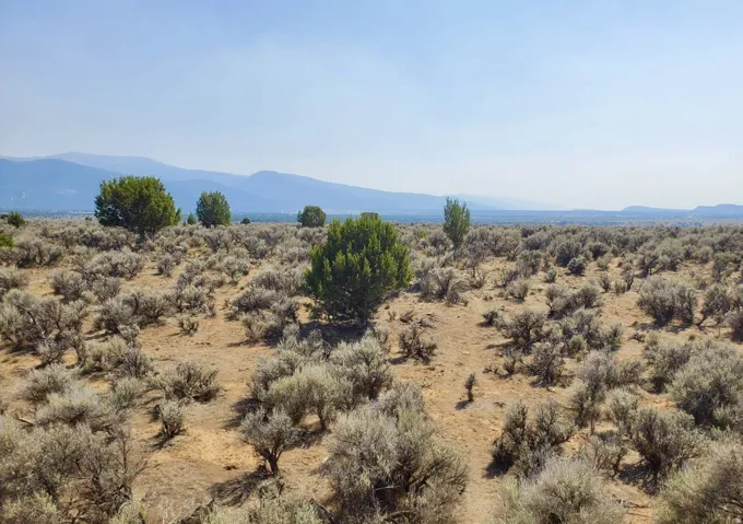 Expansive land parcel featuring natural shrubbery and mature trees