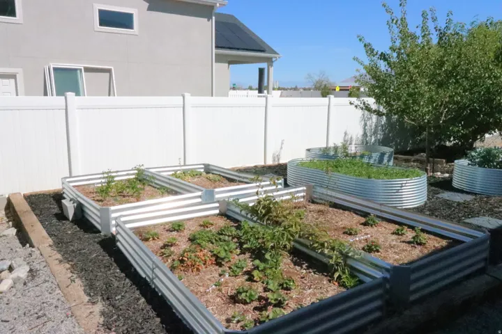 Backyard featuring multiple raised garden beds, mature trees, and a white privacy fence