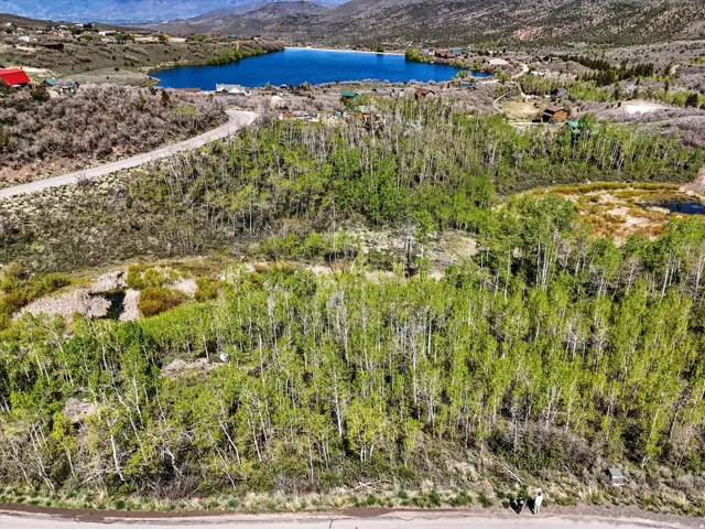 Expansive wooded lot featuring mature trees and a paved road frontage