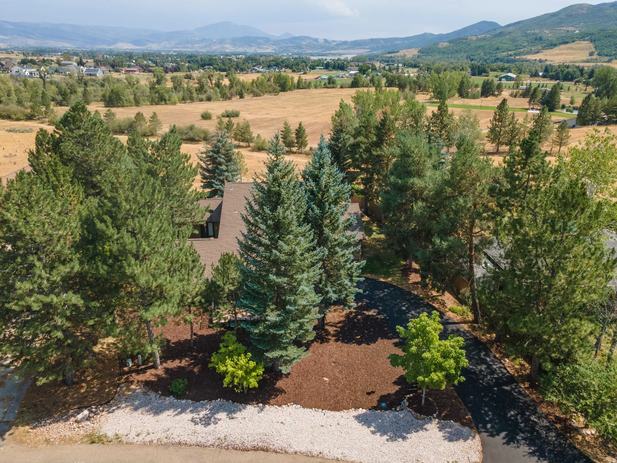 Asphalt driveway leading to a residence, surrounded by mature evergreen trees and landscaping featuring decorative bark mulch
